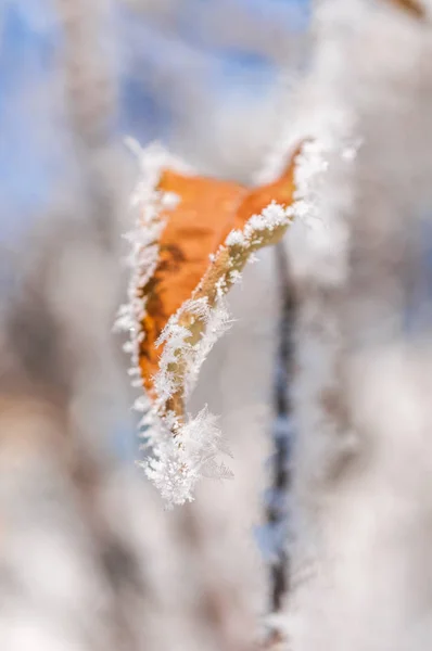 Frost yaprak ve kar taneleri
