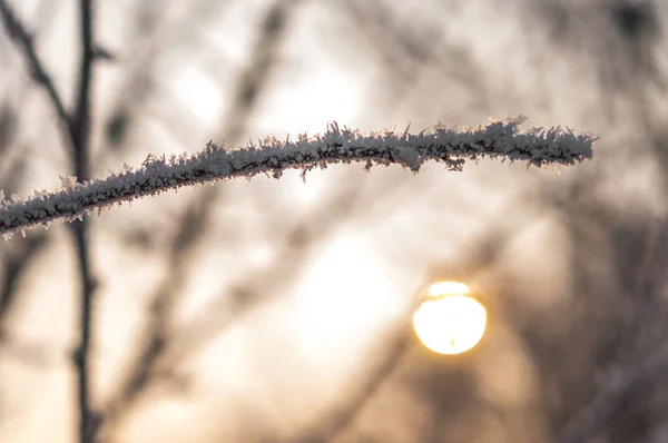 Branch with frost snowflakes — Stock Photo, Image