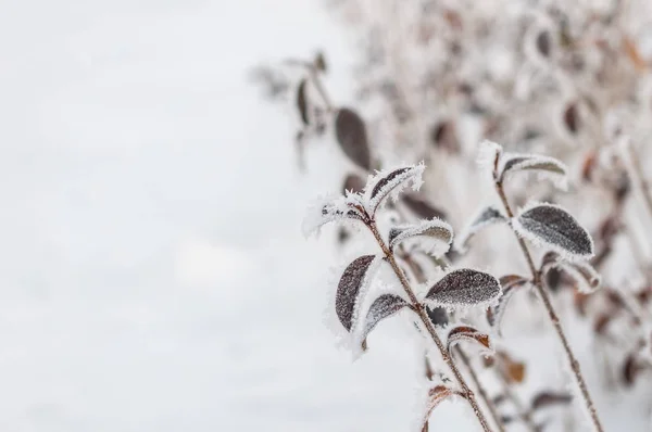 Frost yaprak ve kar taneleri