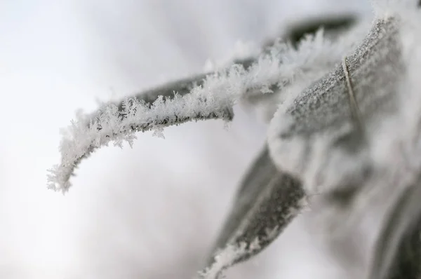 Frost yaprak ve kar taneleri