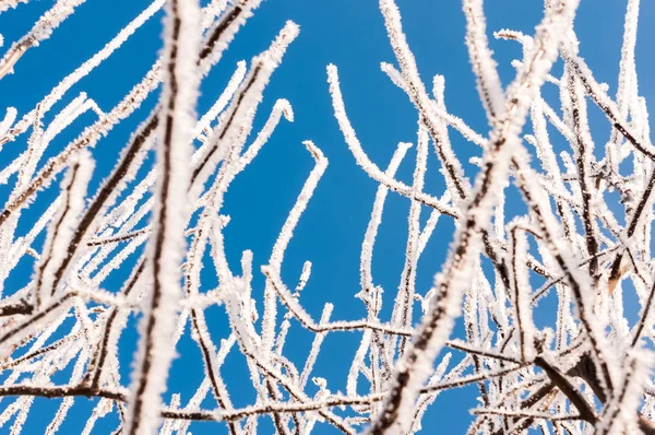 Branch with frost snowflakes — Stock Photo, Image