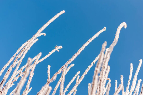 Branch with frost snowflakes