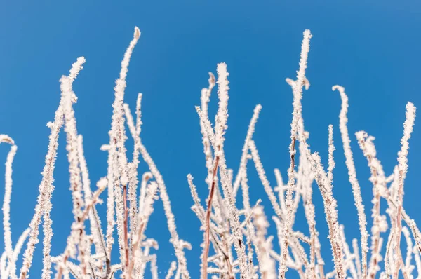 Frost kar taneleri ile şube