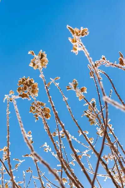 Frost kar taneleri ile şube