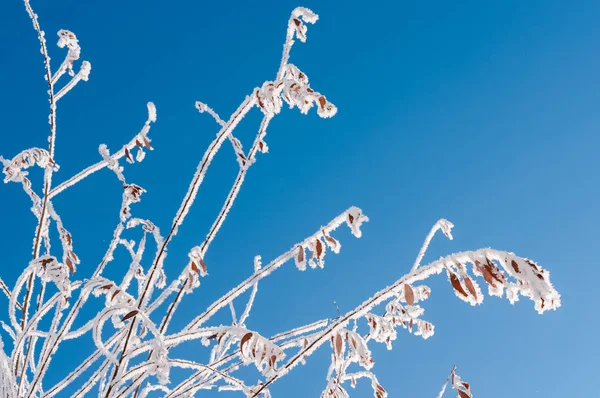Frost kar taneleri ile şube