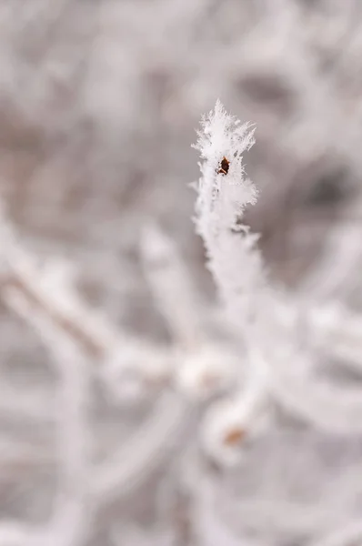 Frost kar taneleri ile şube