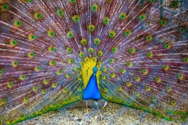 Tavus kuşu. Güzel tavuskuşu tüylü portresi. Kapat 