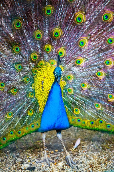Pavo real. Retrato de hermoso pavo real con plumas hacia fuera. Cierre — Foto de Stock