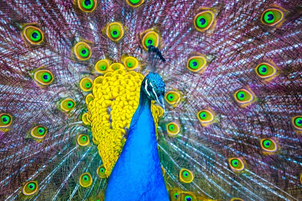 Tavus kuşu. Güzel tavuskuşu tüylü portresi. Kapat 