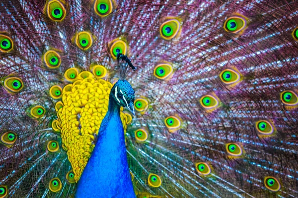 Pavo real. Retrato de hermoso pavo real con plumas hacia fuera. Cierre — Foto de Stock