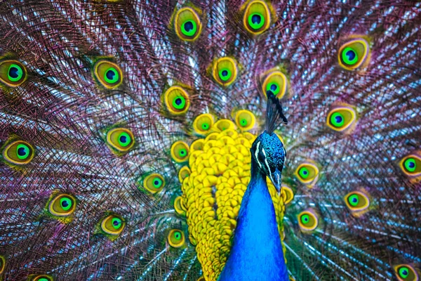 Pavo real. Retrato de hermoso pavo real con plumas hacia fuera. Cierre — Foto de Stock