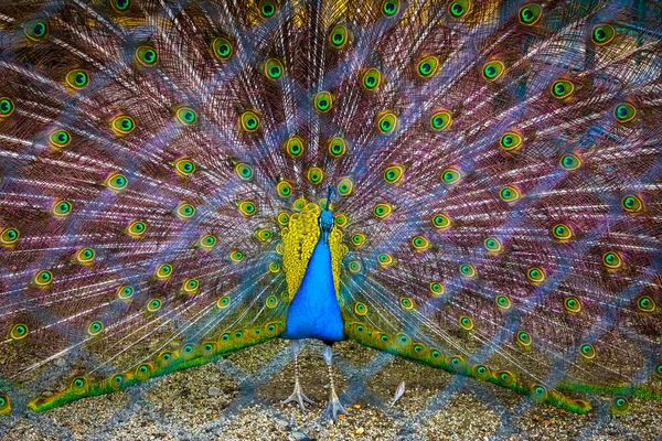 Peacock. Portret van prachtige Pauw met veren uit. Sluiten — Stockfoto