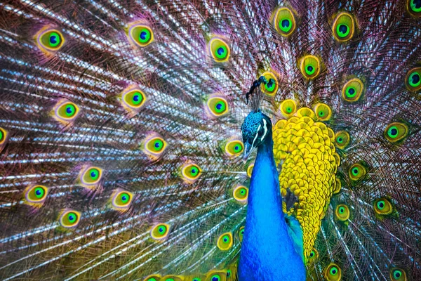 Tavus kuşu. Güzel tavuskuşu tüylü portresi. Kapat 