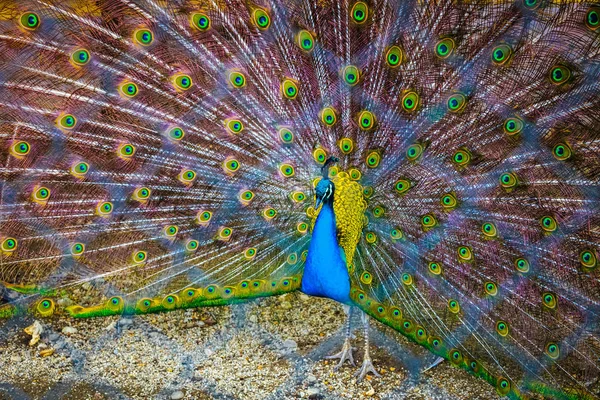 Peacock. Potret burung merak yang indah dengan bulu di luar. Tutup — Stok Foto