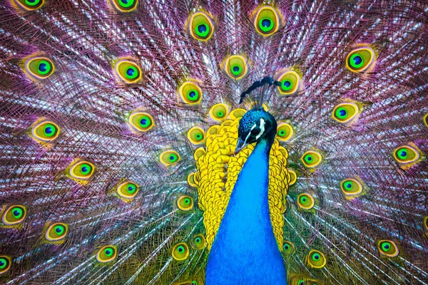 Pavo real. Retrato de hermoso pavo real con plumas hacia fuera. Cierre —  Fotos de Stock