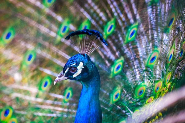 Pavo real. Retrato de hermoso pavo real con plumas hacia fuera. Cierre — Foto de Stock