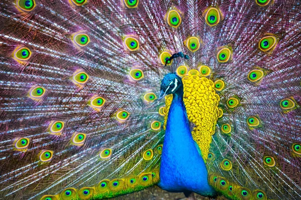 Pavone. Ritratto di bellissimo pavone con le piume fuori. Chiudere — Foto Stock