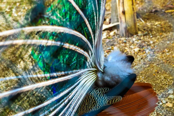 Pavão. Retrato de pavão bonito com penas para fora. Fechar — Fotografia de Stock