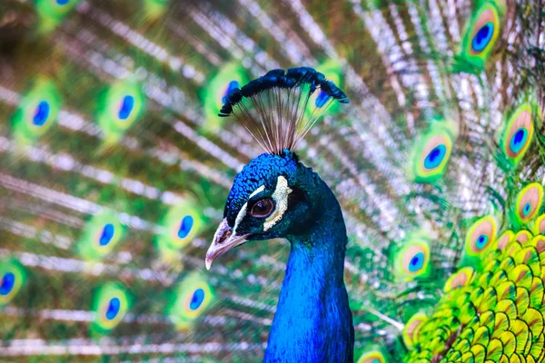 Pavão. Retrato de pavão bonito com penas para fora. Fechar — Fotografia de Stock