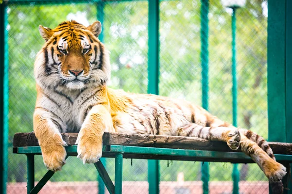 Siberian tiger (Panthera tigris altaica)-Amur tiger