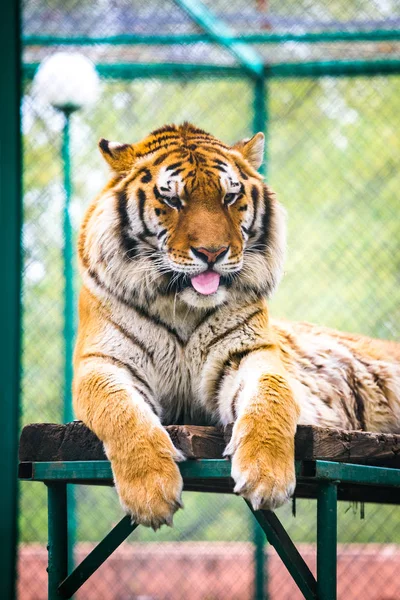 Τίγρη της Σιβηρίας (Panthera tigris altaica)-τίγρη Amur Royalty Free Εικόνες Αρχείου
