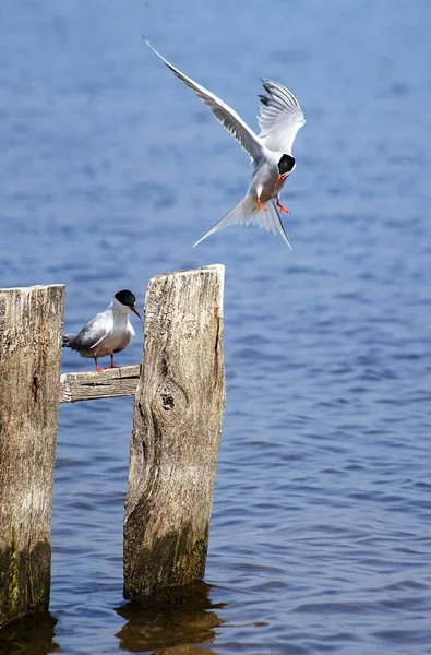 Måsar Som Flyger Över Havet — Stockfoto