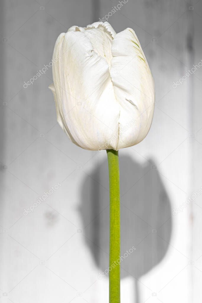 White Tulip Flower on the Stem