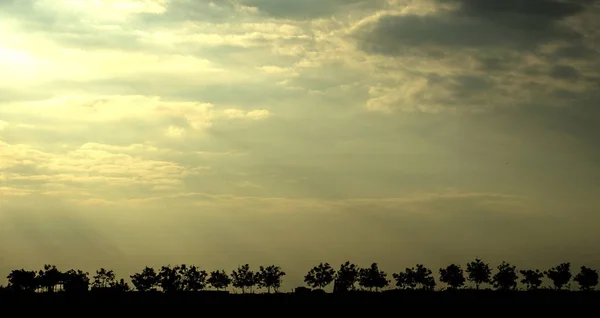Árvores silhuetas contra o céu — Fotografia de Stock