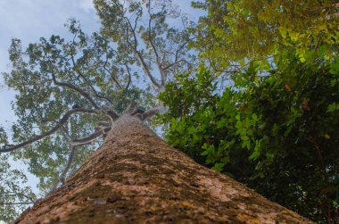 Büyük ağaçlar Çinhindi Tapınağı içinde