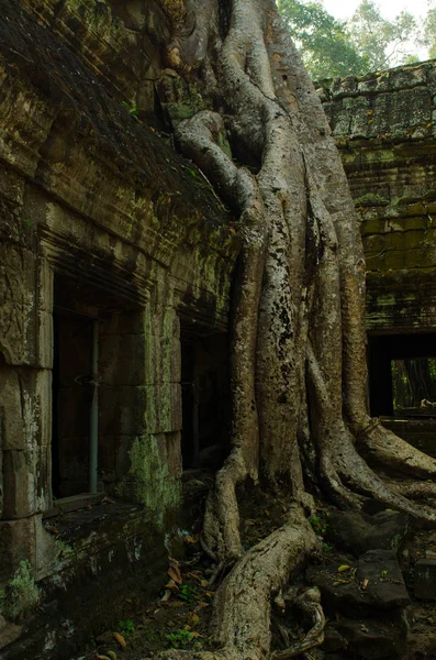 Büyük ağaçlar Çinhindi Tapınağı içinde