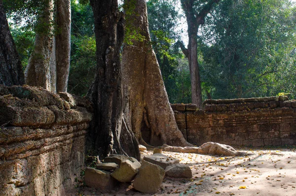Stora träd i templet av Indokina — Stockfoto