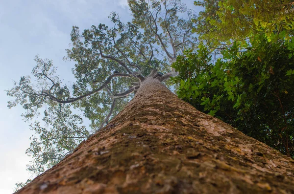 Büyük ağaçlar Çinhindi Tapınağı içinde