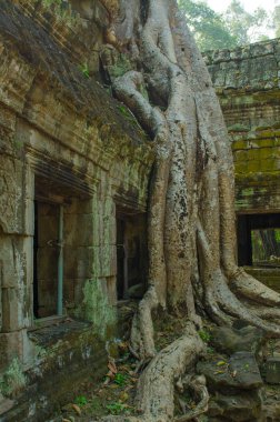 ağaçlar Indochina Tapınağı kompleksler