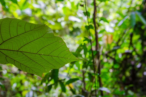 leaf on a jungle background