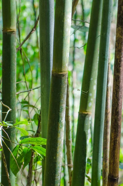 Fondo troncos de bambú en la selva tropical — Foto de Stock