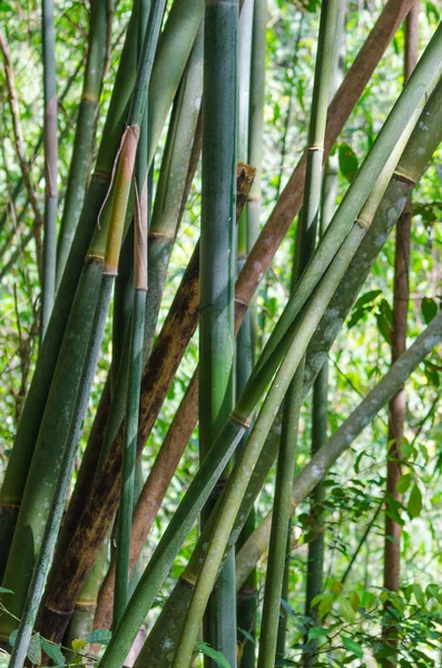 Fondo troncos de bambú en la selva tropical — Foto de Stock