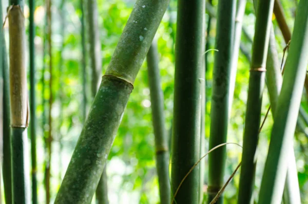 Fondo troncos de bambú en la selva tropical — Foto de Stock