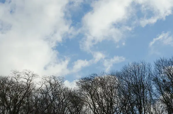 Ağaçlar güzel bir mavi gökyüzü ile zemin karşı üst kısımları 