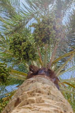 palmiye ağacı üzerinde yeşil tarihleri