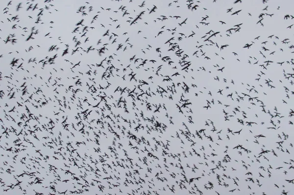 Viele Krähen, Vögel am Abendhimmel — Stockfoto