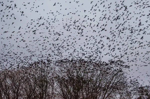 Nombreux corbeaux, oiseaux dans le ciel du soir — Photo