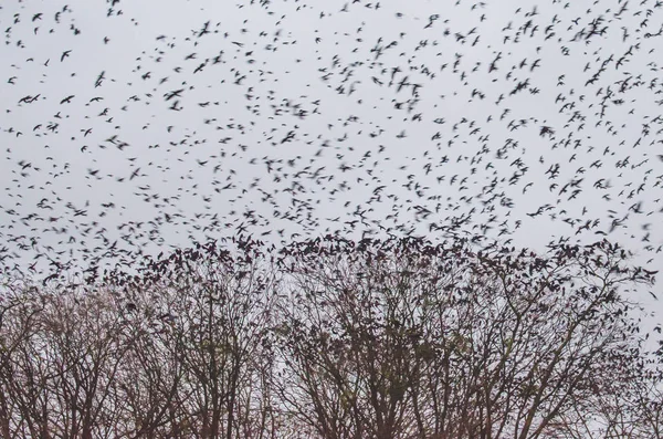 Muitos corvos, pássaros no céu da noite — Fotografia de Stock