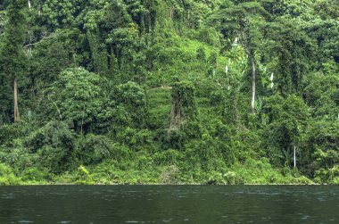 Tayland jungle bir göl