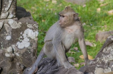 maymun Angkor Tapınağı içinde