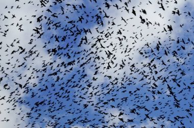 Kargalar bulutlar mavi gökyüzü zemin üzerine siluetleri