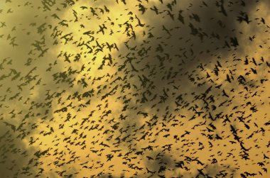 Kargalar bulutlar dramatik gökyüzü zemin üzerine siluetleri