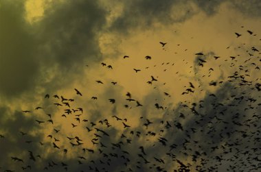 Kargalar bulutlar dramatik gökyüzü zemin üzerine siluetleri