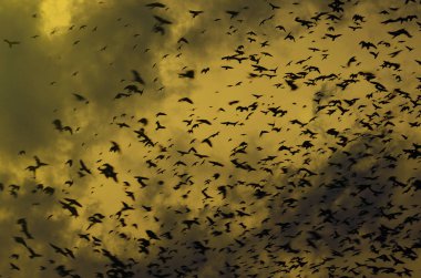 Kargalar bulutlar dramatik gökyüzü zemin üzerine siluetleri