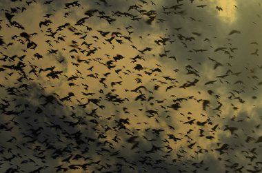 Kargalar bulutlar dramatik gökyüzü zemin üzerine siluetleri