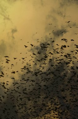 Kargalar bulutlar dramatik gökyüzü zemin üzerine siluetleri